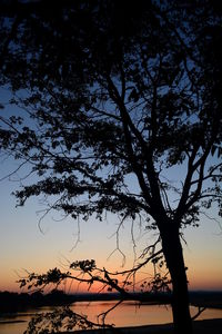 Silhouette tree against sky during sunset