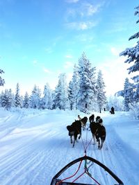 Rear view of sled dogs pulling sleigh on snow