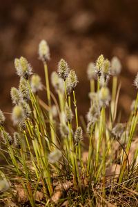 A beautiful cotton grass in a swamp in early spring