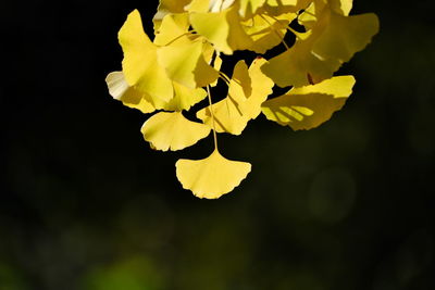 Close-up of yellow flowering plant