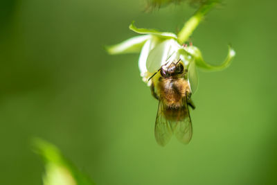 Close-up of insect on leaf