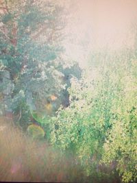 Close-up of fresh green plants