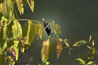 Close-up of bird perching on plant