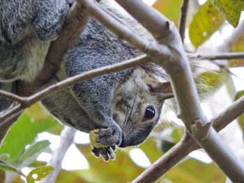 Close-up of squirrel eating branch