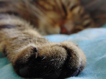 Close-up of cat sleeping