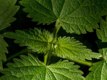 Full frame shot of leaves