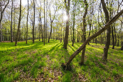 Scenic view of forest