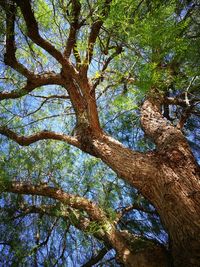 Low angle view of trees in forest