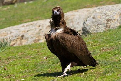 Bird perching on a field