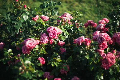 Close-up of pink flowering plants