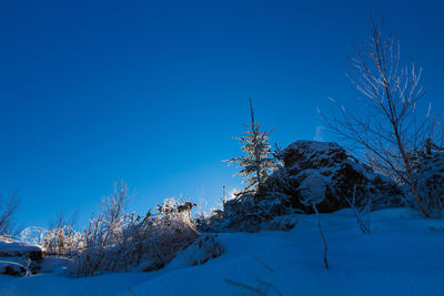 Bare trees on snowcapped mountain against clear blue sky