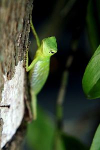 Close-up of lizard on tree trunk