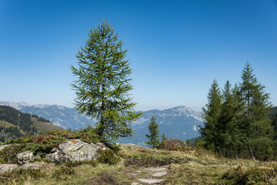 Pine trees against blue sky