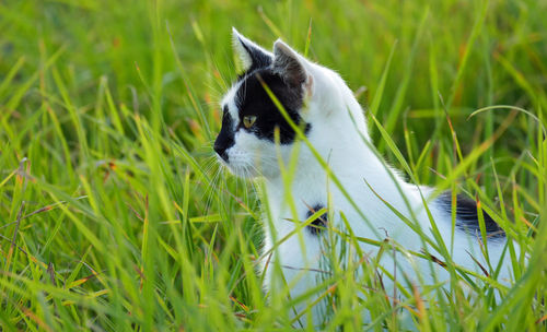 Close-up of a rabbit on field