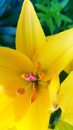 Close-up of yellow day lily blooming outdoors