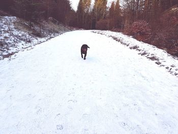 Rear view of dog on snow covered landscape