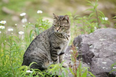 Portrait of cat