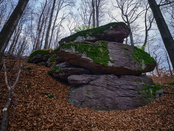 Low angle view of trees and rocks in forest