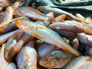 Full frame shot of fish for sale in market