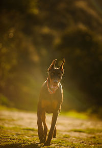 Portrait of doberman pinscher running on field