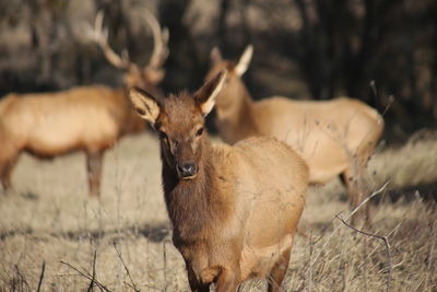 Deer on field