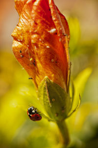 Close-up of ladybug on flower