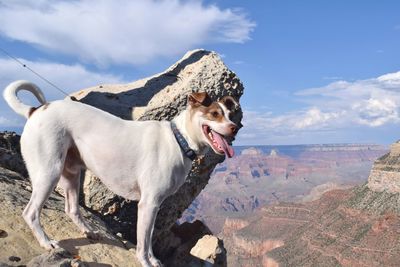 Dog standing on rock against sky