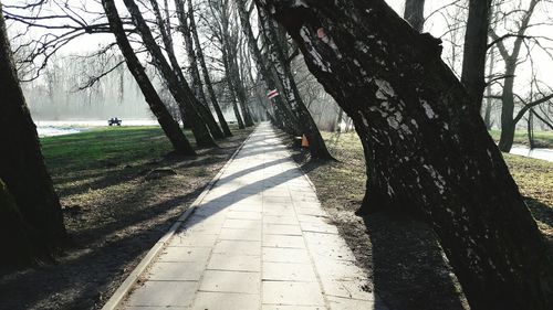 Shadow of tree on road