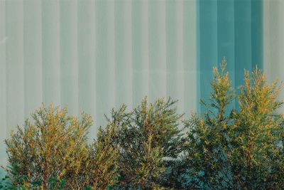 Low angle view of plants against building