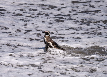 High angle view of duck swimming in sea