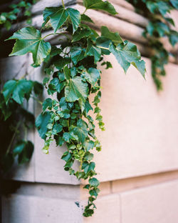 Close-up of ivy growing against wall