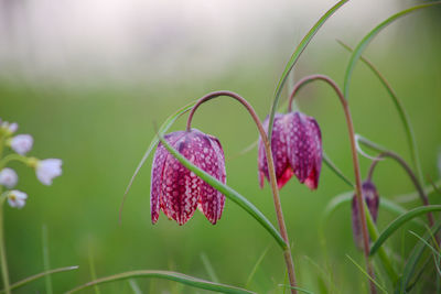 Close-up of pink flowering plant on field