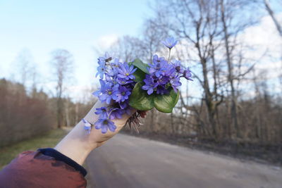 Close-up of hand holding purple flowering plant