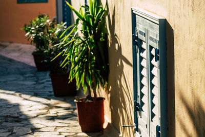 Potted plants on wall of building