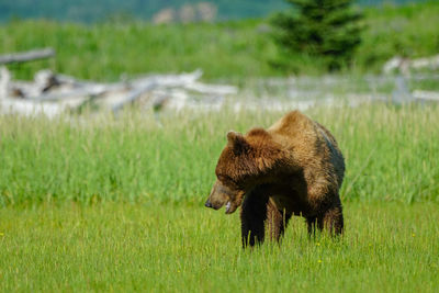 Bears lying on grassy field