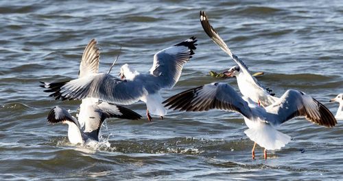 Seagulls flying over sea