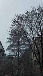 Trees against sky