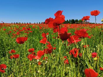 Close-up of red poppy flowers in field