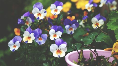 Close-up of purple flowering plants