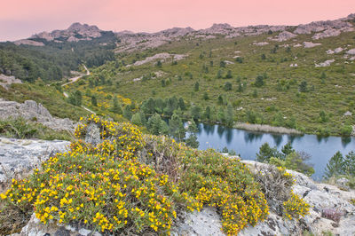 Yellow flowers growing in mountains