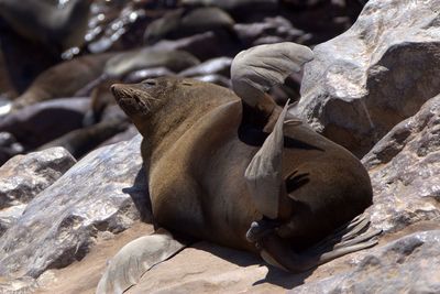 High angle view of seal on rock