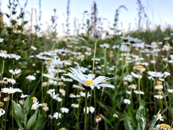 Close-up of white flowers on field