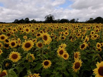 sunflower