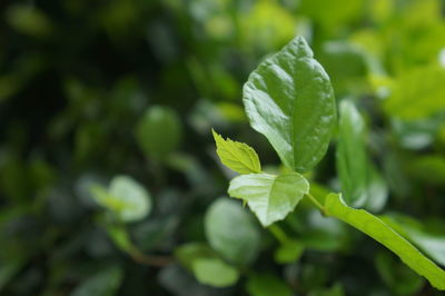 Close-up of fresh green leaf