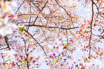 Low angle view of cherry blossom tree