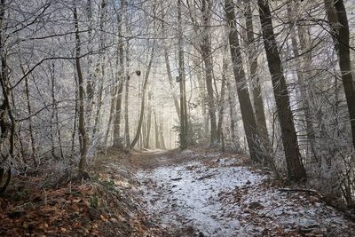 Bare trees in forest during winter