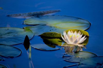 Close-up of water lily in lake