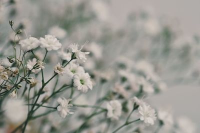 Close-up of white flowering plant