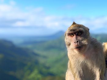 Close-up portrait of a monkey