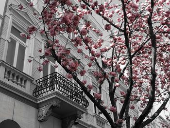 Low angle view of pink flowering tree against building